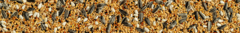 Banner de la categoría SEMILLAS