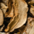 HONGOS DE PINO DISECADOS