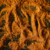 TANDOORI - comprar online