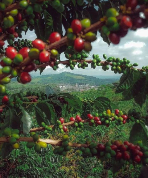 CAFÉ PARAISO – GUARIROBA (Cup of Excellence)