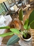 Plantas artificiales en internet