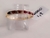 Imagen de ANILLOS (ORO)