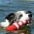 KONG Lighthouse Rogz Brinquedo Flutuante Para Cachorro - comprar online