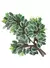 MC20102 FOLHA DE FICUS MC20102