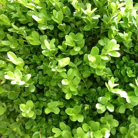 BUXUS - 4L