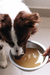 Imagem do Caldo de ossos para cachorro- 400ML