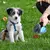 Imagen de Pala plegable para mascotas con 1 rollo de bolsas descompuibles para perros, recolector de mascotas, recogida limpia, limpiador de excrementos, producto para mascotas.