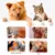 Cuchilla cortadora profesional para mascotas3F 4F 5F 7F 9 # 10 # 30 # 40 # 50 # - MEGA BUY VARIETIES
