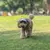 Imagen de Sombrero de béisbol ajustable con orificios para las orejas para perro, gorra d