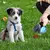 Pala plegable para mascotas con 1 rollo de bolsas descompuibles para perros, recolector de mascotas, recogida limpia, limpiador de excrementos, producto para mascotas. - MEGA BUY VARIETIES