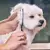 Tijeras de aseo para mascotas de cabeza redonda, tijeras profesionales de acero - tienda online