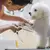 Imagen de Tijeras de aseo para mascotas de cabeza redonda, tijeras profesionales de acero