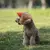 Sombrero de béisbol ajustable con orificios para las orejas para perro, gorra d en internet