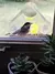Comedero para pájaros salvajes con ventana, mesa salvaje transparente, ventosas - comprar online