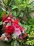 BUQUÊ DE 6 ROSAS VERMELHO E ROSA .