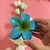 Broche Hawaiano en internet