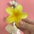 Imagen de Broche Hawaiano