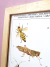 Print A3 - Pequenos Tesouros Naturais - loja online