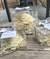 Peonia en caja cristal (Sin Aroma) - comprar online