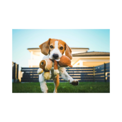 Banner da categoria Pets