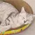 ARRANHADOR CAMA PARA GATOS na internet