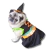 Fantasia de Bruxinha para Cachorro e Gato: Halloween e Carnaval