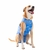 Roupa Cirúrgica Castração - Cães Fêmea ou Macho Nº 0 ao Nº 15 - (9-12) - comprar online
