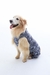 Roupa Pós-Cirúrgica para Pets - Membros Posteriores