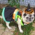 Fantasia de Bruxinha para Cachorro e Gato: Halloween e Carnaval - Purivida - Produtos Escolhidos para Você.