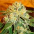 Fotop. MARMALATE (5 semillas) - comprar online