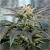 X3 FRUIT SPIRIT FOTO FEM (3 semillas) - GOOD ROOTS SEEDS