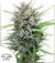 X10 PASSION #1 FOTO FEM (10 semillas) - comprar online