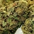 x3 KOSHER HAZE FOTO FEM (3 semillas) en internet