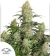 x7 CRITICAL ORANGE PUNCH AUTO (7 semillas) - comprar online