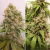 x7 CRITICAL ORANGE PUNCH AUTO (7 semillas) en internet