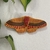 Mariposas na internet