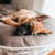Cama pet - comprar online