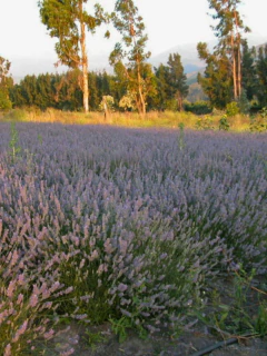 TURISMO DE NATURALEZA Y BIENESTAR - Elsamv