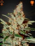 GREEN HOUSE SEEDS - CHEMDOG X3 SEMILLAS FOTOPERIODICA
