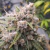 DUTCH PASSION - CINDERELLA JACK AUTO X3 SEMILLAS en internet