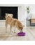 Comedouro Lento Funcional Oh Fun Feeder Purple - M - Outward Hound na internet