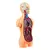 LAB CORPO HUMANO - comprar online