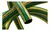 Manguera de Riego ½ x 15mt Eco en internet