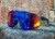 LENTES 100% MEDIO MARCO CON NASAL Y PATILLAS DE SILICONA Y PROTECCIÓN UV 400