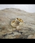 Argollas de Matrimonio Oro 18k en internet