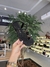 ZOHLA RASTEIRA CORDÃO PRETO - 1694 - comprar online