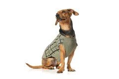 Sweater Boston - B&P - Huella Tienda de Mascotas