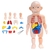 Human Toys - Brinquedo Educacional de Anatomia Humana - comprar online