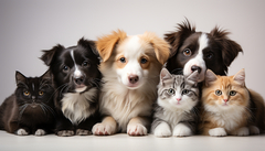 Banner da categoria LINHA PET