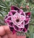 Rosa do deserto TS LIZ